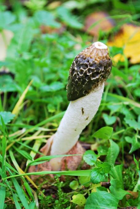 Phallus impudicus